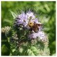 thumbnail image 4 of Everwilde Farms 1000 Lacy Phacelia Wildflower Seeds, Attracts Pollinators, 4 of 5