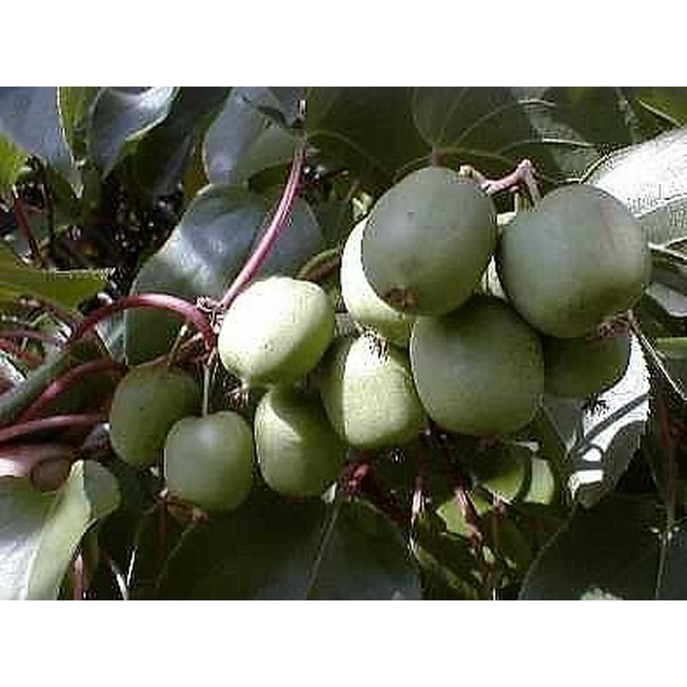 2 Hardy Kiwi Plants Actinidia Anna and Meader 2.5