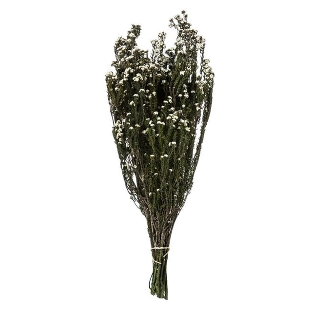 Vickerman H1PHY000 12-22 in. Natural White Phylica - 5-6 oz Bundle