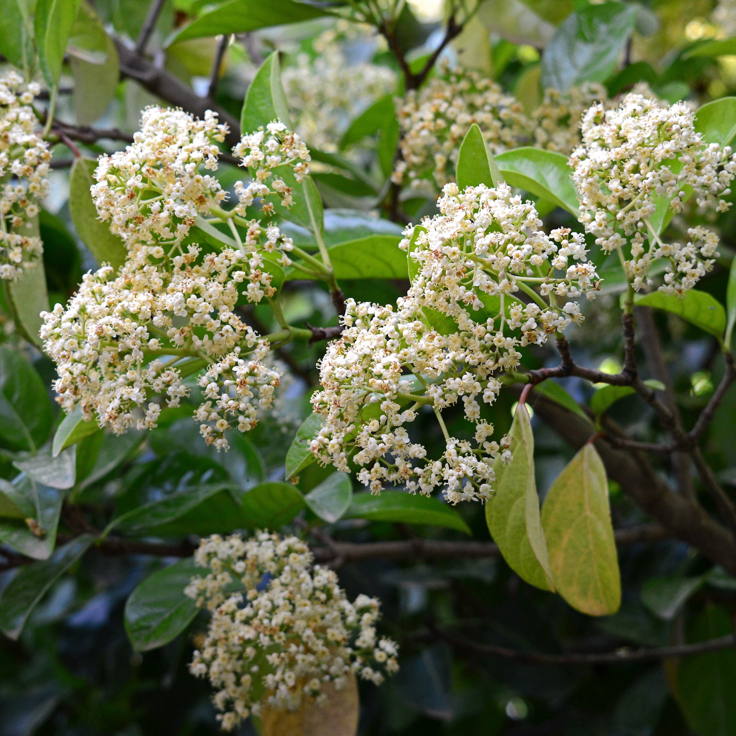 National Plant Network 3 Gal Viburnum Chindo Shrub with White Flowers