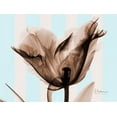 thumbnail image 2 of Koetsier, Albert 18x15 Gold Ornate Wood Framed with Double Matting Museum Art Print Titled - Single Tulip Brown on Blue, 2 of 4