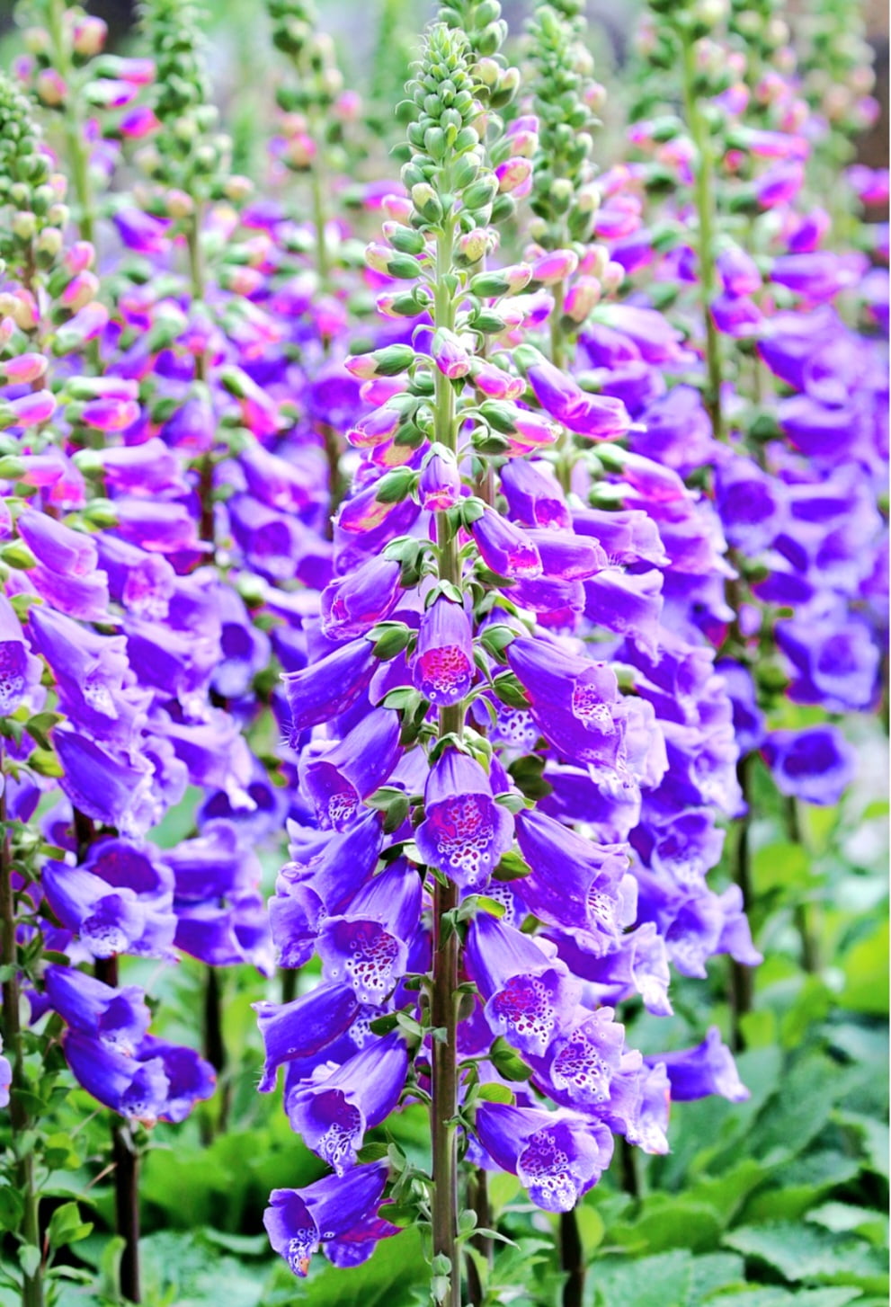 Foxglove Seeds Digitalis Purpurea - 1000 Bulk Seeds For Purple/White Spotted Flowers
