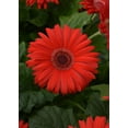 thumbnail image 2 of Better Homes & Gardens 2.5G Gerbera Daisy Day at Beach Mix Annual Live Plant, 2 of 6