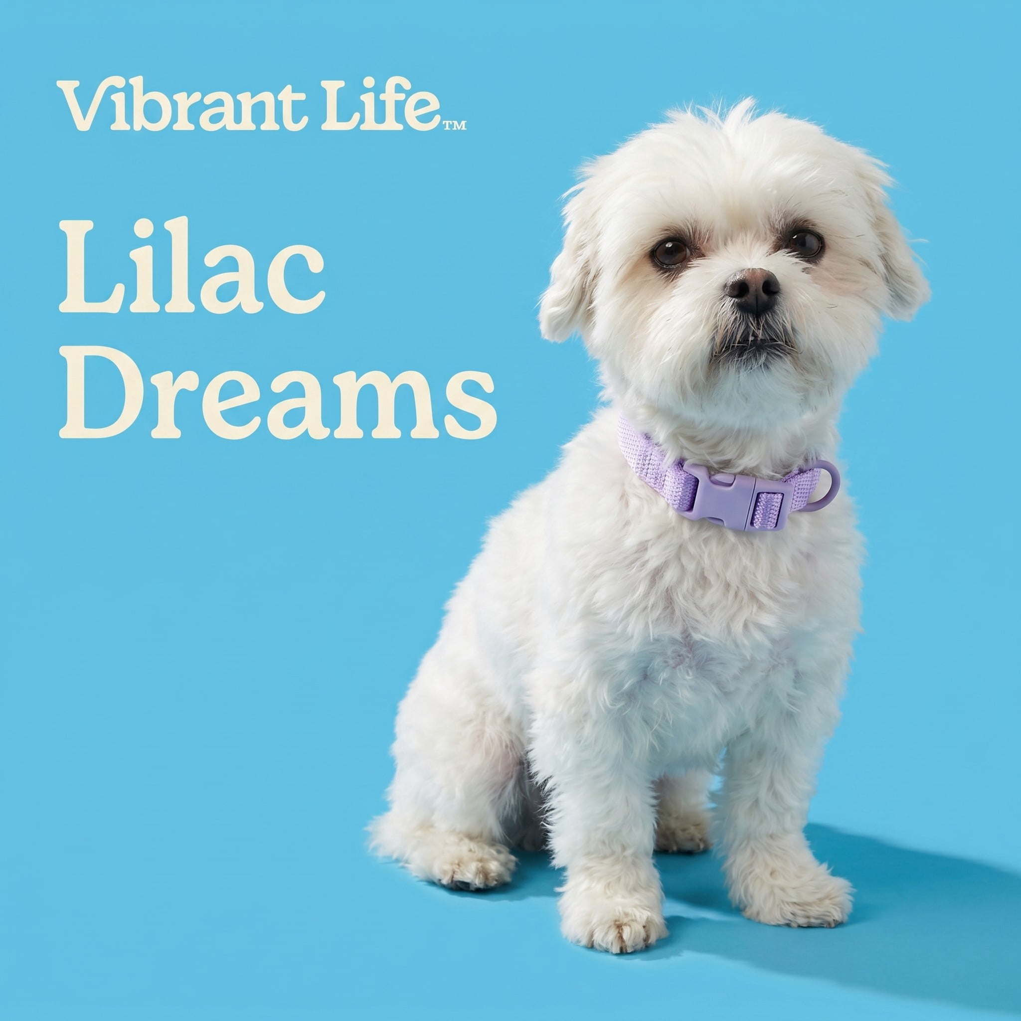 Vibrant Life Neoprene Cushioned Adjustable Dog Collar, Lilac, Small