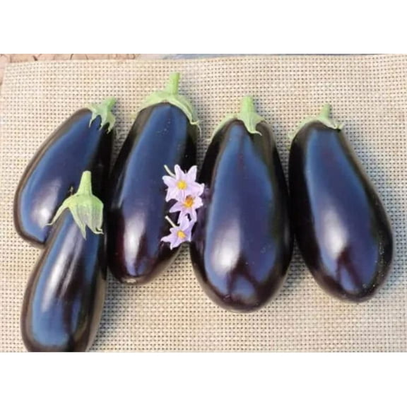 American Eggplant Seeds for Planting (20 Seeds) - All American Favorite Garden Plant Seeds