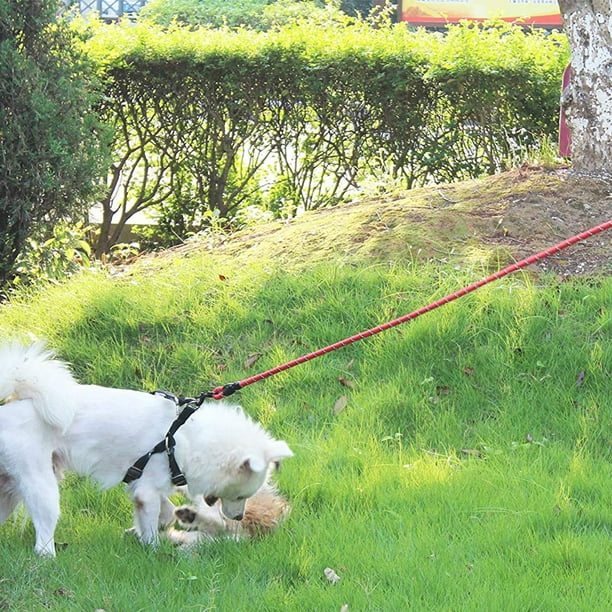 Laisse pour chien solide de 1,5 m Corde d'escalade extra-robuste Poignée  rembourrée confortable Fils hautement réfléchissants pour petits chiens de taille  moyenne 
