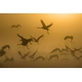 thumbnail image 2 of Rosenblatt, Ronen 18x13 White Modern Wood Framed Museum Art Print Titled - Sunrise With Cranes, 2 of 4