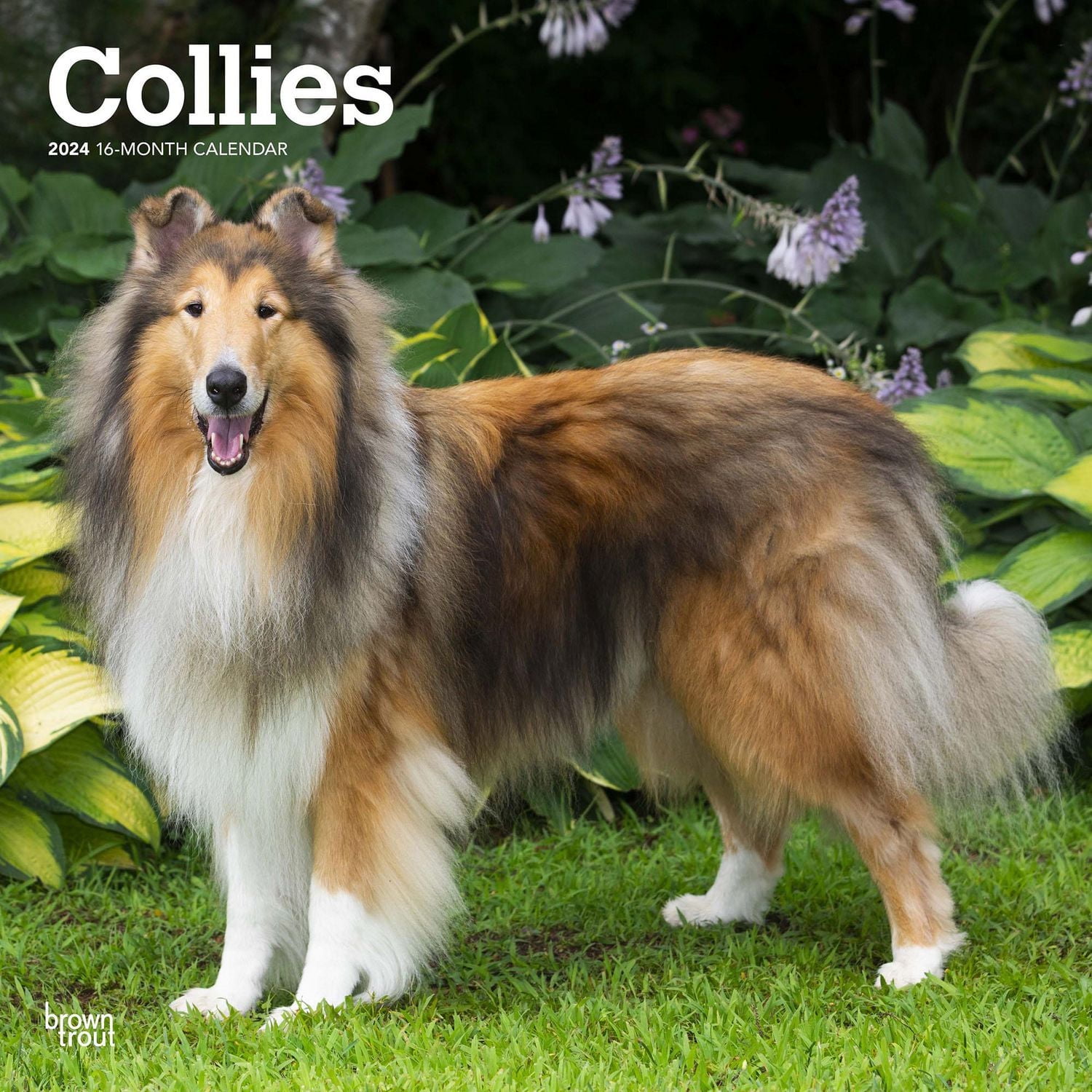 BrownTrout Collies 2024 12x24 Inch Square Wall Calendar, 9781975462406