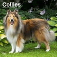 thumbnail image 1 of BrownTrout Collies 2024 12x24 Inch Square Wall Calendar, 9781975462406, 1 of 8