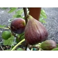 thumbnail image 2 of Olympian Fig ( Ficus Carica ) - Live Plant ( 1 QT ) - Full Sun - Edible Landscape, 2 of 6