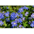 Blue Veronica Speedwell Quart Pot Rich Blue Creeper