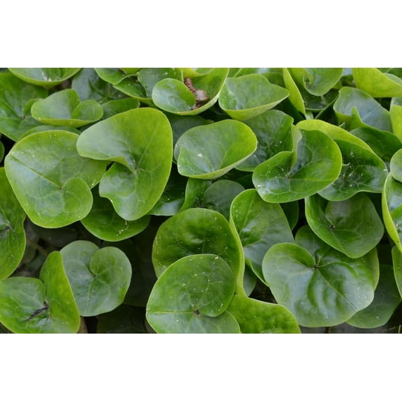 European Ginger Plants for Growing, Easy to Grow Shade Perennial, Healthy Rootstock (3 Plants)