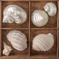 thumbnail image 3 of Frank, Assaf 15x15 Black Modern Framed Museum Art Print Titled - Seashells Treasures II, 3 of 5
