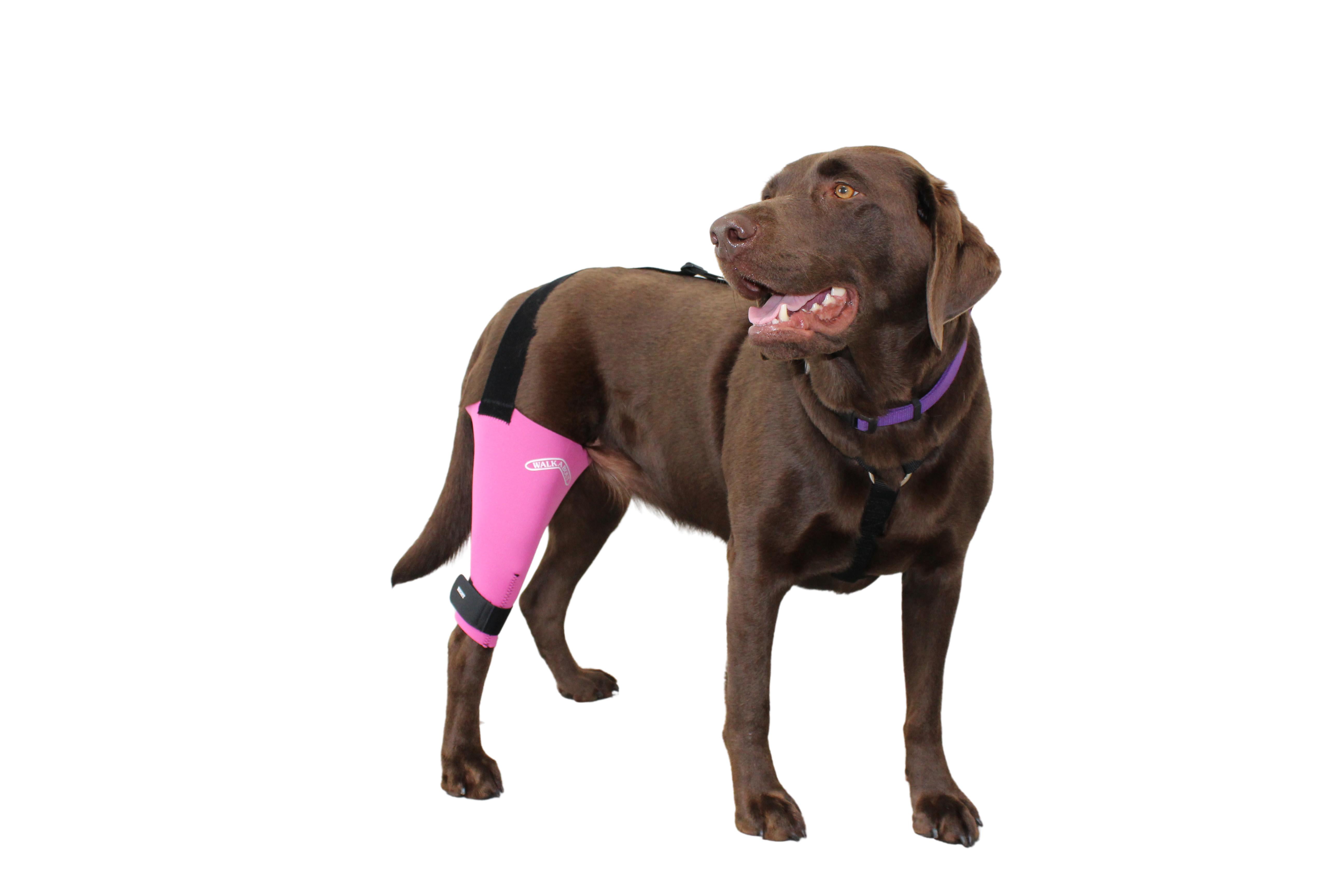 Dog Knee Pain Treatment