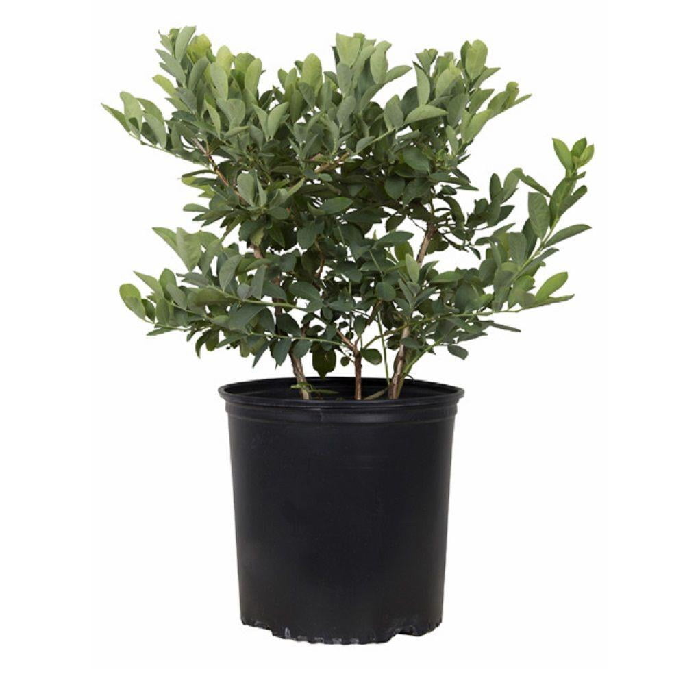 Expert Gardener Woodard Rabbiteye Blueberry Bush (2.5 Gallon) Fruit-Bearing Deciduous Shrub - Live Outdoor Plant