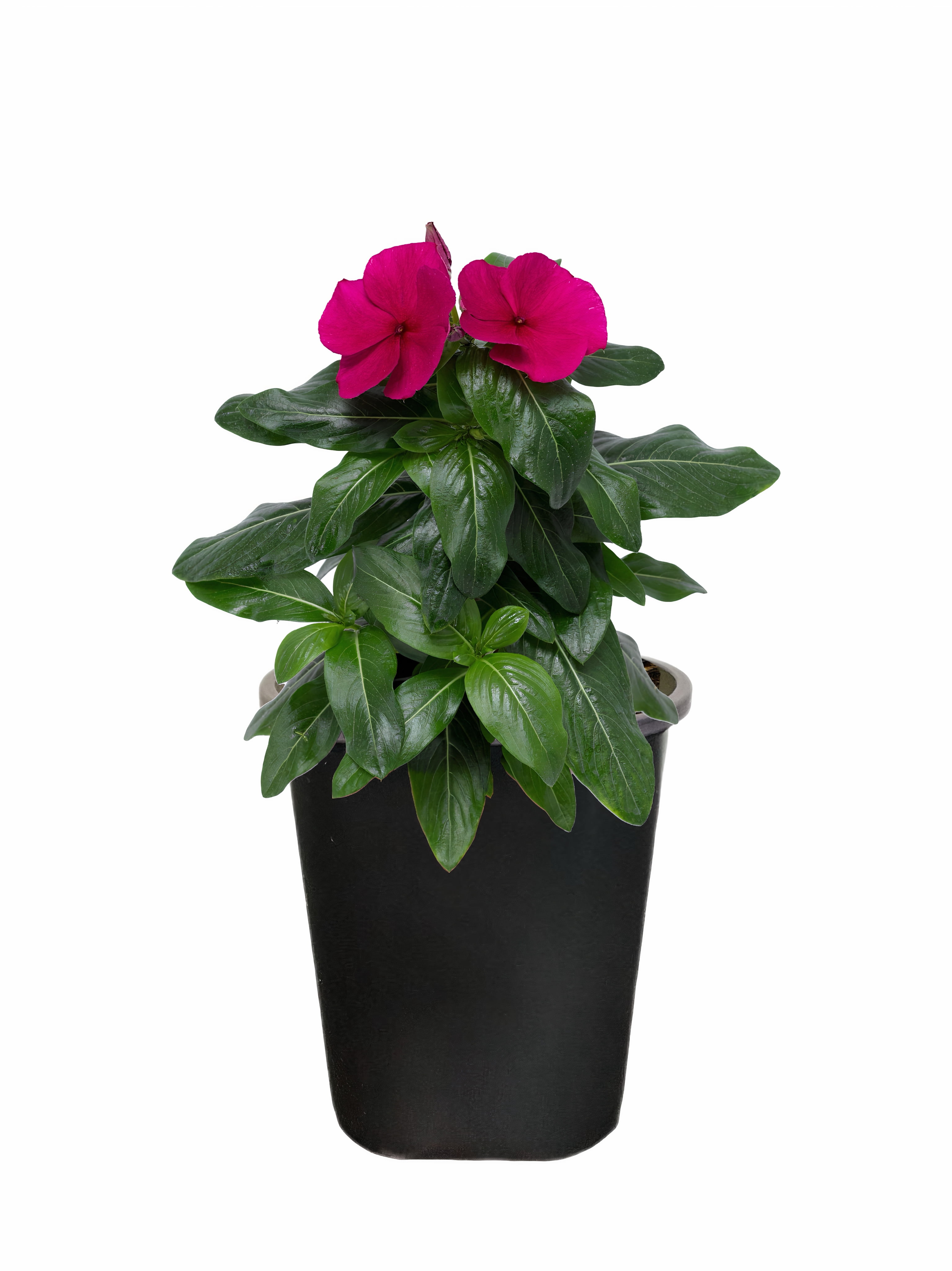 Expert Gardener 1Pt Vinca Live Plant Grower Pot Full Sun