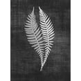 thumbnail image 2 of Brown, Denise 25x32 Black Ornate Wood Framed with Double Matting Museum Art Print Titled - Astor Fern 2, 2 of 4