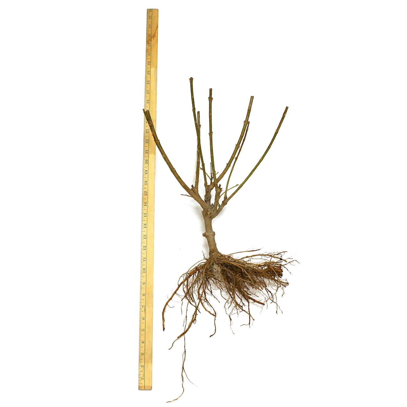 Van Zyverden Forsythia Lynwood Gold Set of 1 Plant Root Stock Yellow Partial Sun Easy to Grow 3 lb