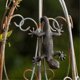 thumbnail image 5 of Potted Bronze Gecko Plant Holder by Janshore - Decorative Suspension Flower Pot for Unique Home & Garden Decor, 5 of 5