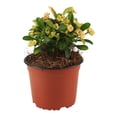 thumbnail image 1 of planta begonia big 10", 1 of 6