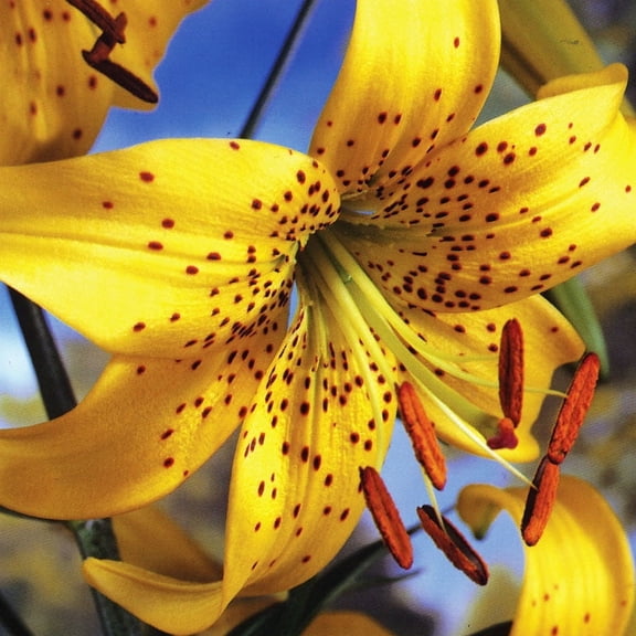 Pearl Jennifer Tiger Lilies Flower Bulbs - 3 Lily Bulbs per Pack - Attracts Butterflies and Hummingbirds - Good as Cut Flowers - Naturalizing - Perennializing - Live Plants - Outdoor Garden