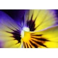 thumbnail image 2 of Schell, Jennie Marie 24x17 Black Ornate Wood Framed with Double Matting Museum Art Print Titled - Purple Pansy Macro Flower, 2 of 4