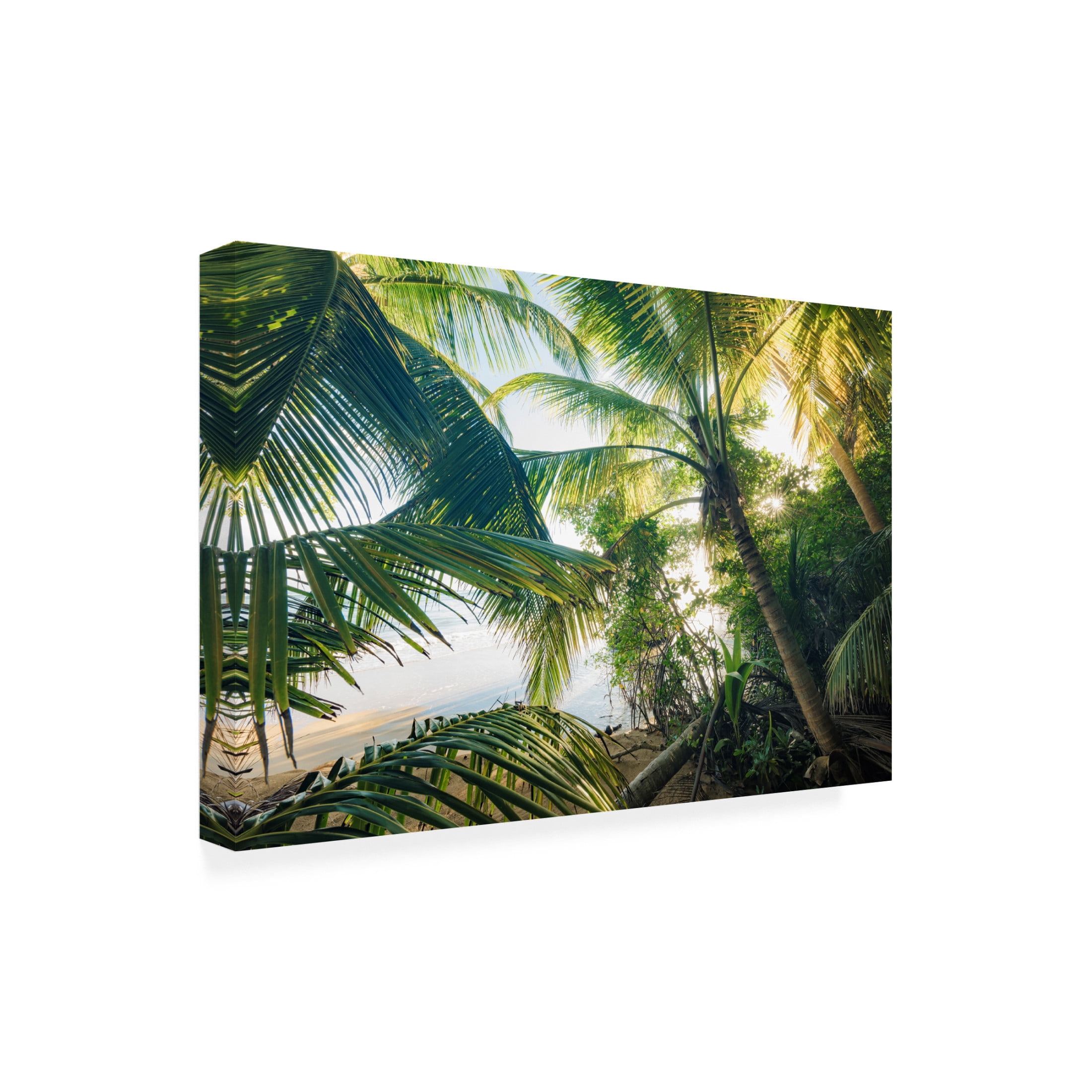 Trademark Fine Art Stefan Hefele  Hide under Palms Canvas Wall Art