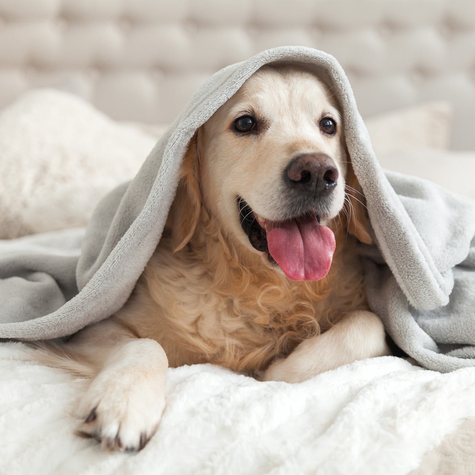 Pet Blanket, Sheepskin Blanket - Loetky Double Layer Blanket, Waterproof Flannel for Dog Cat Bed - 153*203Cm