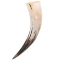 thumbnail image 4 of Bull Horn Flower Vase for Wall Decor Plastic Transparent Handcrafted for Storage Use About 4048 Cm, 4 of 4