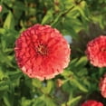 thumbnail image 6 of TomorrowSeeds - Coral Beauty Zinnia Seeds - 200+ Count - For 2025 Planting Non-GMO Long-Lasting, 6 of 7