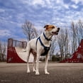 thumbnail image 4 of Collar para perro Coastal K9 Explorer reflectante ajustable 1,6 x 25-36 cm, 4 of 7