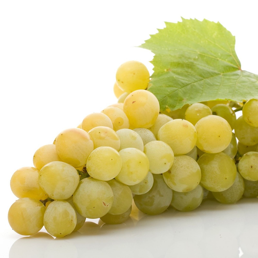 Blanc du Bois Grape Plant 4" Pot