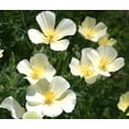 thumbnail image 6 of TomorrowSeeds - White Linen California Poppy Seeds - 6000+ Count - For 2026 Planting White, 6 of 9