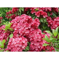 Sarah Mountain Laurel