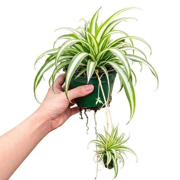 NYGardenia Live Variegated Spider Plant in 4" Nursery Pot, Easy Care Indoor Houseplant