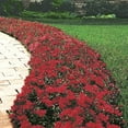 QAUZUY GARDEN 50+ Cherry MMF7 Red Summer Glory Sedum Flower Seeds