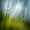 Unframed, variant on Art.com Morning Grass Photographic Print by Ursula Abresch, 24" x 24"