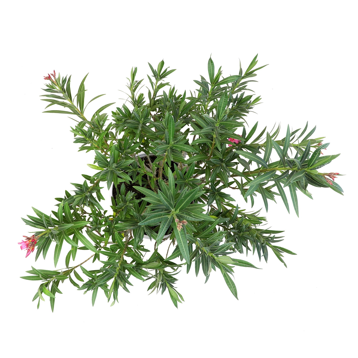 Lone Star Growers Nerium Flirt Dark Pink Oleander, Drought Tolerant Live Plant, 8 qt Pot, Full Sun