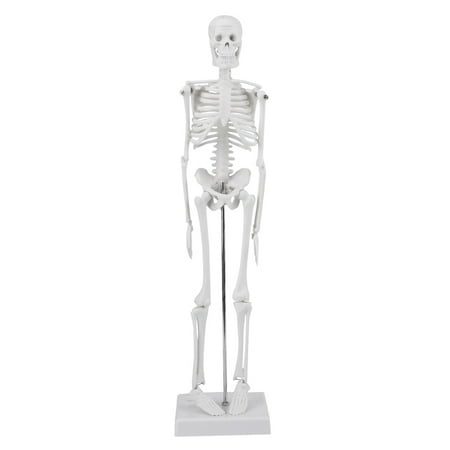 - Removable Anatomical Human Skeleton Model Medical Poster Bonnet Stand for Studying Anatomy,1/4 Life Size ,45cm