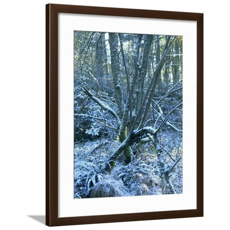 Snow on Boughs of Trees in Woods in February in Devon, England, United Kingdom, Europe Framed Print Wall Art By Michael