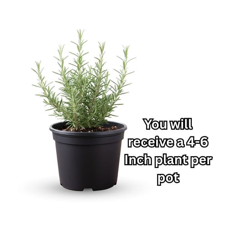 Rosemary Potted Live Plant, 4 Inch Compact Green Plant, Vibrant Rosemary for Patio or Indoor Growing Perennial
