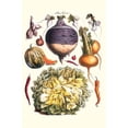 thumbnail image 1 of Vegetables; peppers, onion, raddish, tubers, pumpkin, & lettuce-Fine Art Canvas Print (20" x 30"), 1 of 1