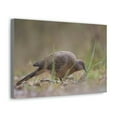 thumbnail image 2 of Zebra Dove Hunting Zebra Dove on Hunt Print Animal Wall Art Wildlife Canvas Prints Wall Art Ready to Hang Unframed, 2 of 18