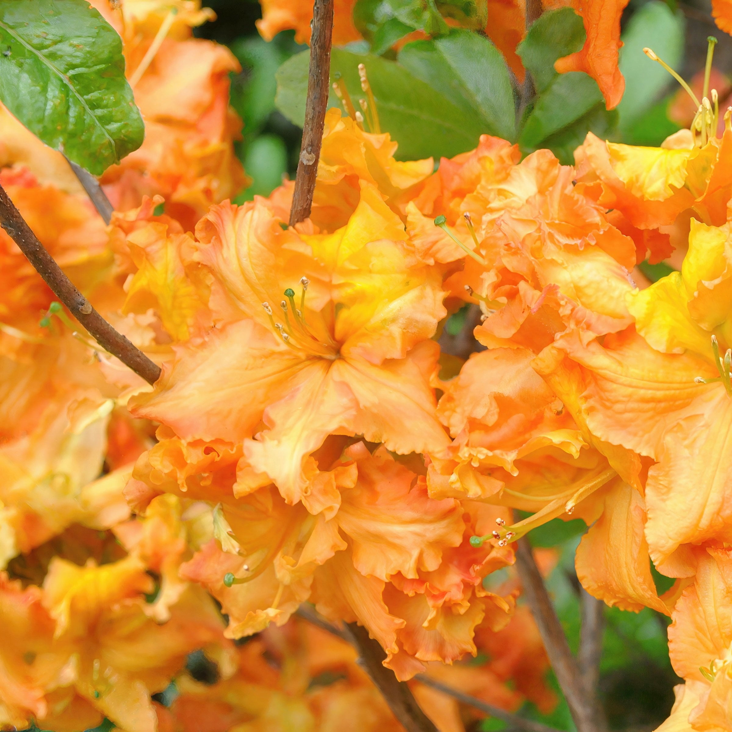 National Plant Network 3 gal. Native Azalea Tangerine