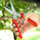 thumbnail image 2 of Pruner Garden Shears Professional Bypass Pruning Shears Tree Scissors Tools - Gardening Tools, 2 of 5