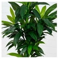 thumbnail image 3 of 7ft. Artificial Dracaena Tree with Real Touch Leaves, 3 of 5
