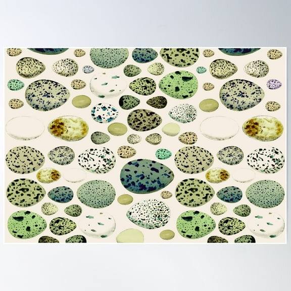 Selection Of Vintage Green Bird Eggs Illustration Design Poster Wall Art, Modern Wall Decor For Living Room Bedroom, 8x12 UNFRAMED