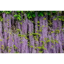 5 Seeds JAPANESE WISTERIA Floribunda Flower Purple Ornamental Vine Climber Seeds