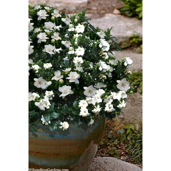Gardenia Buttons  1 Extra Large 3 Gallon Plant  Gardenia jasminoides 'Buttons'  Compact Beauty  Intense Fragrance