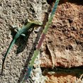 thumbnail image 1 of unbranded Reptile Tank Vine Para Terrario Con Aspecto Natural Y Uso Práctico, 1 of 6